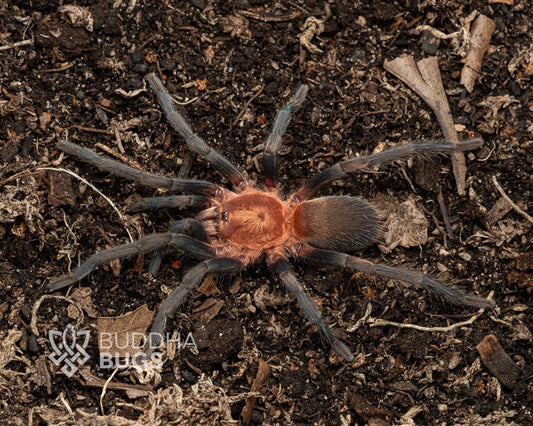 A female Holothele longipes, a Trinidadian pink tarantula, poses on terra preta.