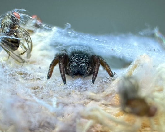 Eresus albopictus (white-painted velvet spider) 0.25"