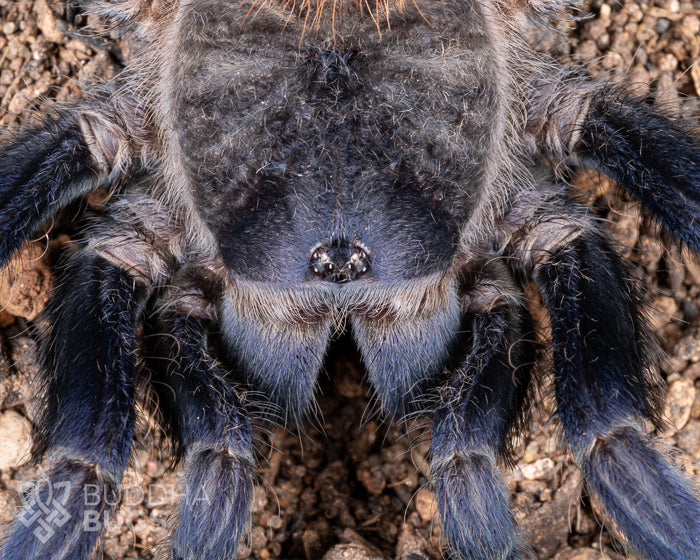 A close up of the face of a  female Lasiocyano sazimai, a species of tarantula known as the Brazilian blue tarantula.