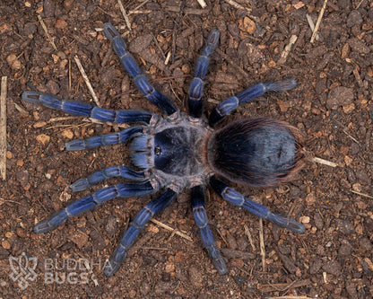 A mature female Lasiocyano sazimai, a species of tarantula known as the Brazilian blue tarantula, poses on sandy clay.