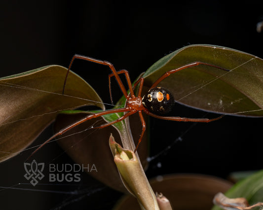 Latrodectus bishopi red widow spider