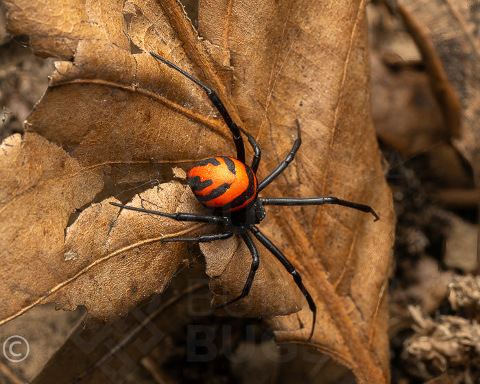 Latrodectus elegans elegant black widow