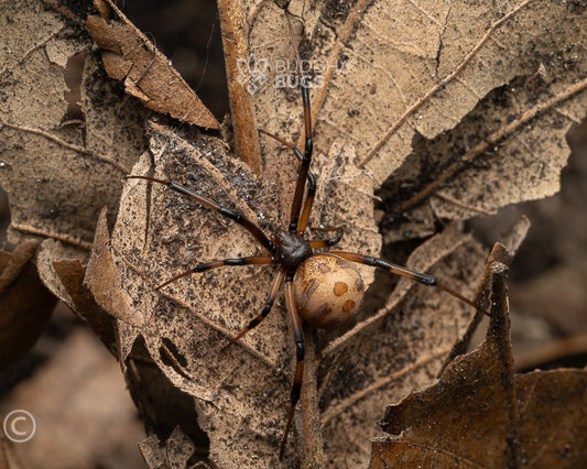 Latrodectus geometricus (brown widow) 0.125"