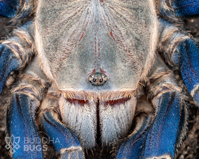A close up of the face of a female Melopoeus lividus, a tarantula species known as the cobalt blue tarantula.