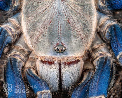 A close up of the face of a female Melopoeus lividus, a tarantula species known as the cobalt blue tarantula.