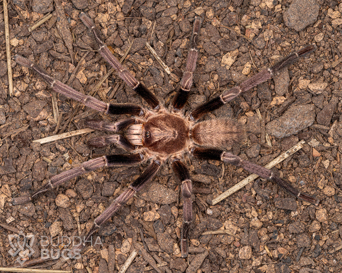 A mature male Melopoeus lividus, a tarantula species known as the cobalt blue tarantula, poses on sandy clay.