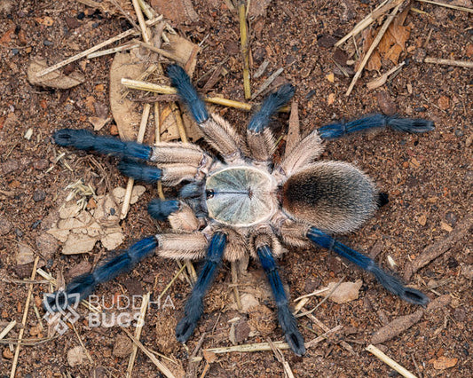 Monocentropus balfouri Socotra Island blue baboon tarantula