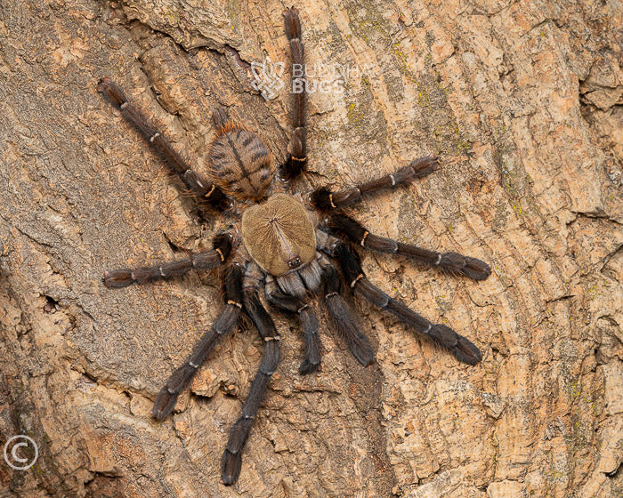 A female Omothymus schioedtei, a Malaysian earth tiger tarantula, poses on natural cork bark. 