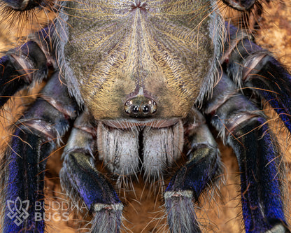 A close up of the face of a female Omothymus violaceopes, a tarantula species known as the Singapore blue tarantula.
