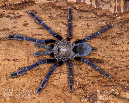 A mature female Omothymus violaceopes, a tarantula species known as the Singapore blue tarantula, poses on natural cork bark.
