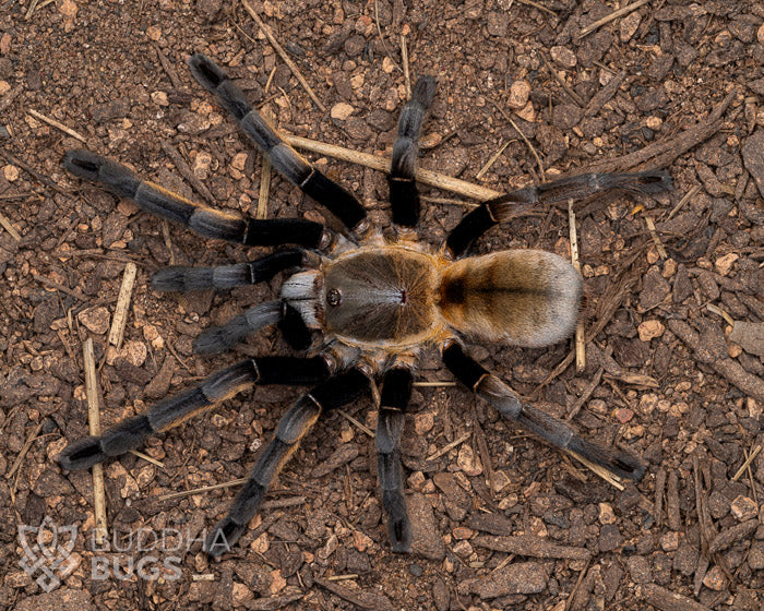 A female Ornithoctonus aureotibialis, a Thai golden fringe tarantula, poses on sandy clay.