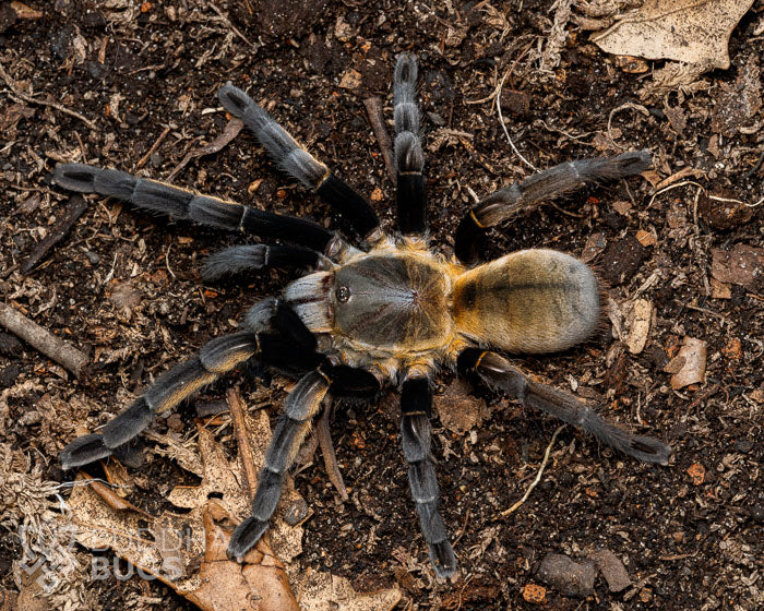 Ornithoctonus aureotibialis Thailand gold fringe tarantula