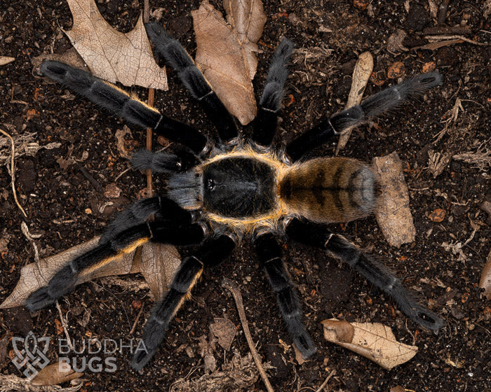 Ornithoctonus sp. 'Khao Sok' (Khao Sok earth tiger tarantula) 