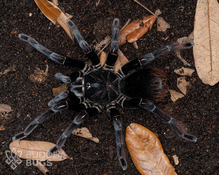 A female Pamphobeteus antinous, a Peruvian big black tarantula, poses on terra preta.