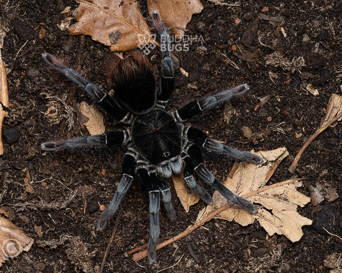 Pamphobeteus cf. antinous 'big black' (Peruvian big black tarantula) 2"