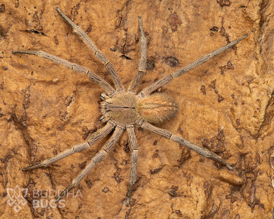 A mature female Phoneutria depilata, a wandering spider species known as the depilated wandering spider, poses on natural cork bark.