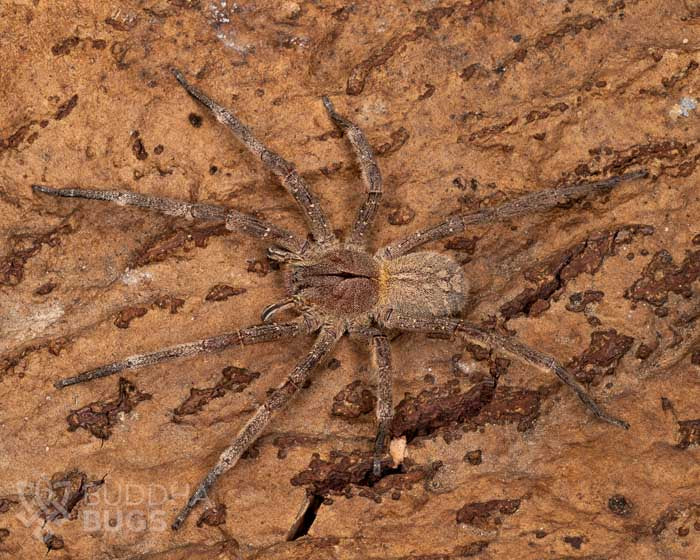 Phoneutria nigriventer (black-bellied wandering spider) 1"