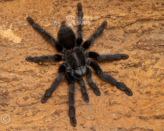 Phormingochilus arboricola Borneo black tarantula