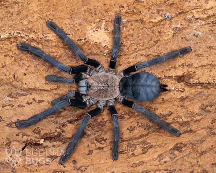 A female Phormingochilus hatihati, a Sulawesi violet tarantula, poses on natural cork bark.