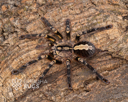 Poecilotheria ornata fringed ornamental tarantula