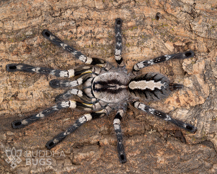 An adult female Poecilotheria regalis, also known as an Indian ornamental tarantula, poses on a piece of natural cork bark.