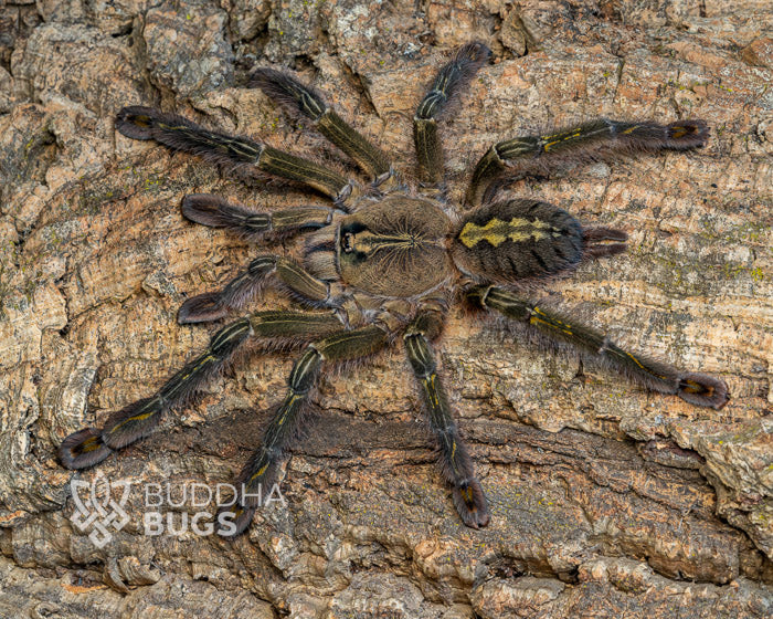 Poecilotheria rufilata red slate ornamental tarantula