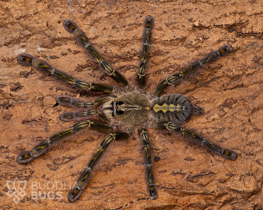 A female Poecilotheria rufilata, a red slate ornamental tarantula, poses on cork bark.