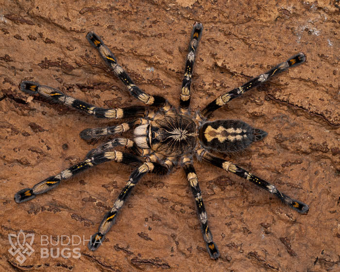 A female Poecilotheria subfusca 'highland’, a highland ivory ornamental tarantula, poses on natural cork bark.