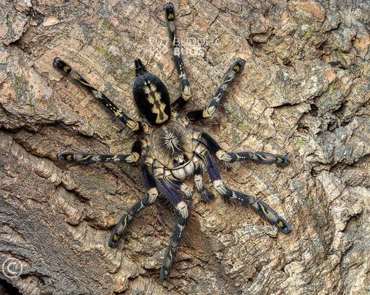 A female Poecilotheria subfusca 'highland’, a highland ivory ornamental tarantula, poses on natural cork bark.