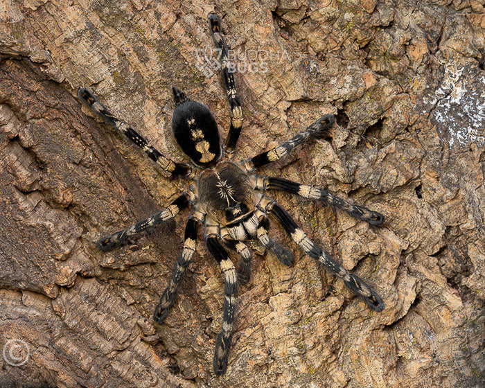 A female Poecilotheria subfusca, a lowland ivory ornamental tarantula, poses on natural cork bark.