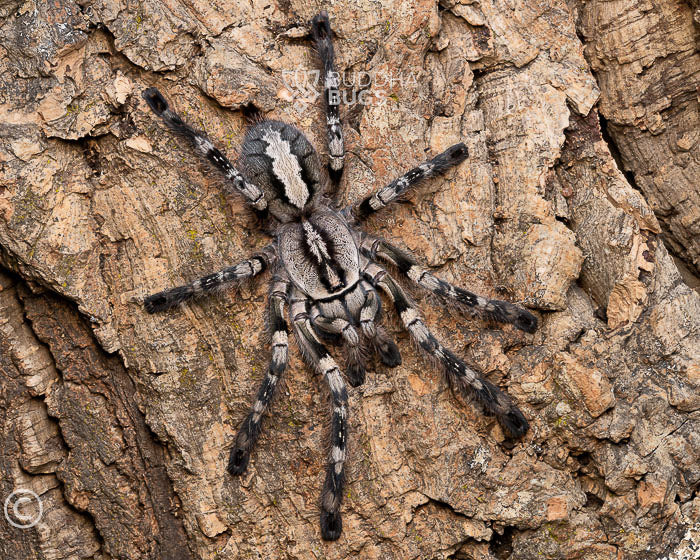 Poecilotheria vittata (Pederson’s ornamental tarantula) 0.75" TX SALES ONLY