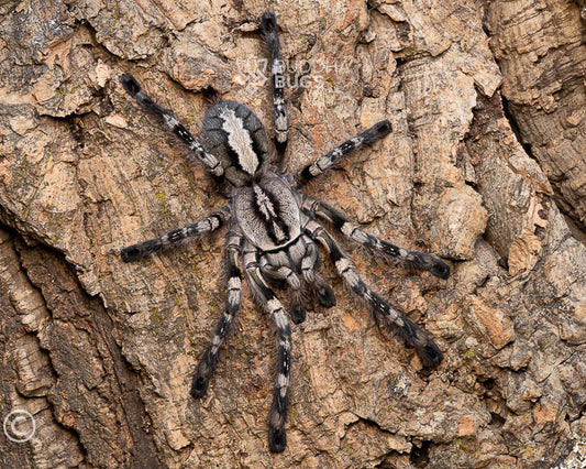 A female Poecilotheria vittata, a ghost ornamental tarantula, poses on natural cork bark.