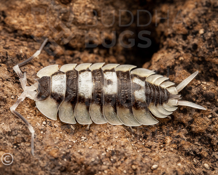 Porcellio expansus