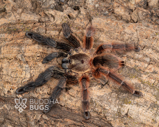 A female Psalmopoeus victori, a Darth Maul tarantula, poses on natural cork bark.