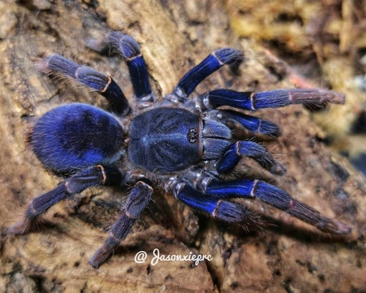 Psednocnemis brachyramosa (Malaysian blue femur tarantula) 0.5"