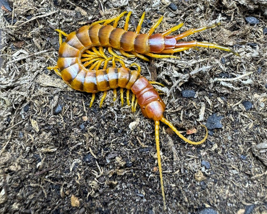 Scolopendra galapagoensis 'orange' (Darwin's goliath centipede) 3"