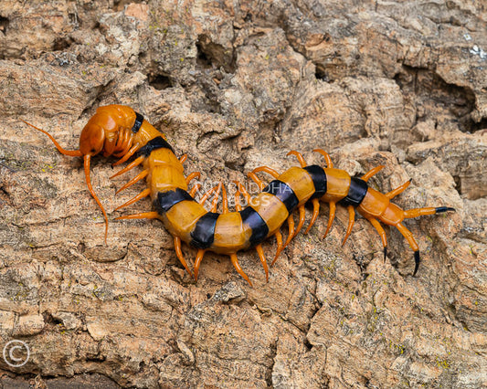 Scolopendra hardwickei Indian tiger centipede