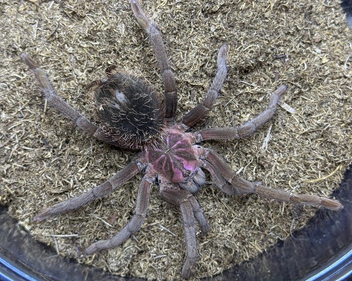 Xenesthis sp. 'bright' (Colombian lesser black tarantula) 1"