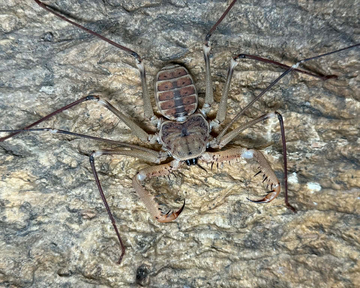 Acanthophrynus coronatus ‘Guerrero, light’ (Mexican giant whip spider) 3"