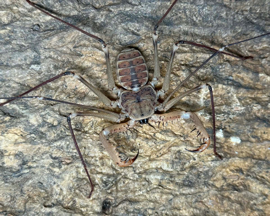 Acanthophrynus coronatus ‘Guerrero, light’ (Mexican giant whip spider) 3"