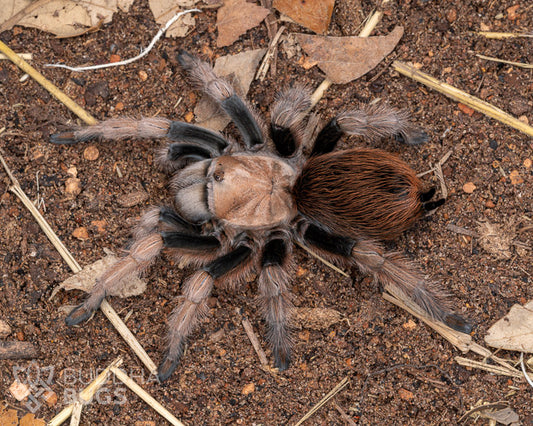 Aphonopelma chalcodes (Arizona blonde tarantula) 0.25"