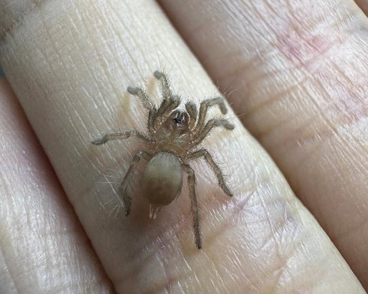 Aphonopelma chalcodes 'New River' (Arizona blonde tarantula) 0.33”