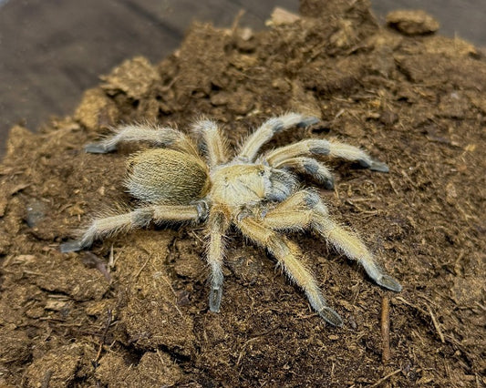 Aphonopelma moderatum (Rio Grande gold tarantula) 0.33"