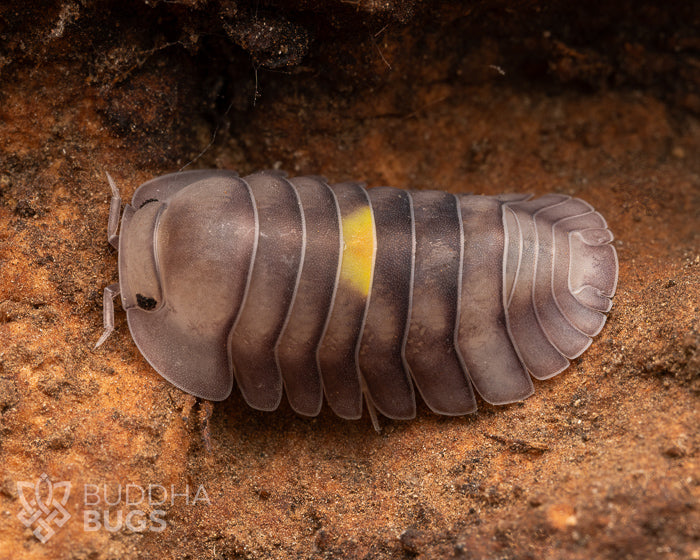 Armadillidae sp. ‘amber firefly, LCF’ 6ct