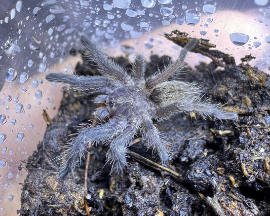 Augacephalus breyeri (Lowveld golden baboon tarantula) 0.5"