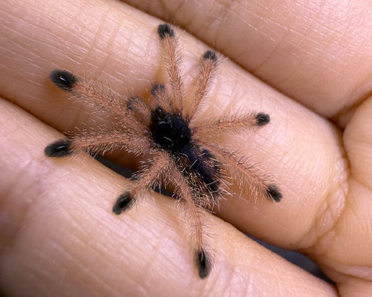 Avicularia avicularia morphotype 6 'Kwitaro River' (metallic pink-toed tarantula) 0.75"