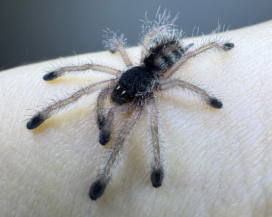 Avicularia variegata morphotype 1 (variegated pink-toed tarantula) 0.75"