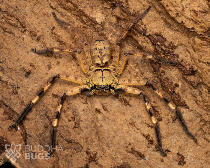 A mature female Barylestis occidentalis, a huntsman spider species known as the West African huntsman spider, poses on natural cork bark.