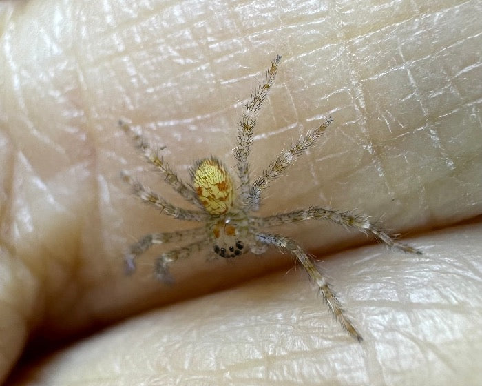 Barylestis occidentalis (Western huntsman spider) 0.75"