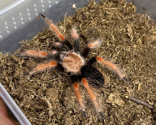 Brachypelma boehmei (Mexican fire leg tarantula) 0.75"